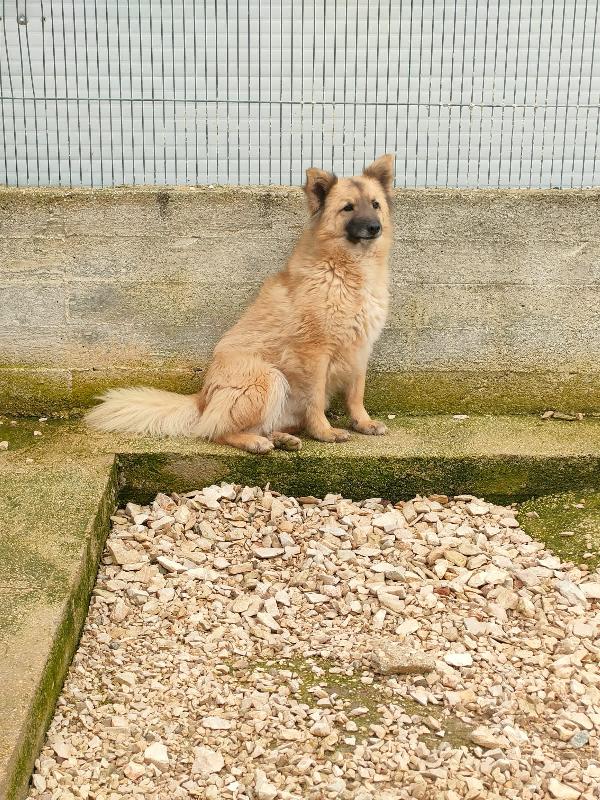 🐾 Brando cerca la sua prima vera casa 🐾 Foto 2